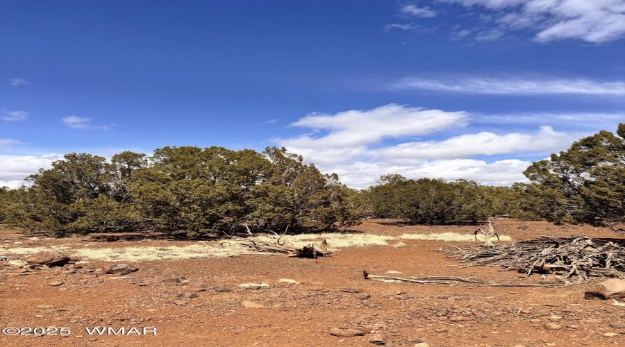 White Mountain Lakes Land!