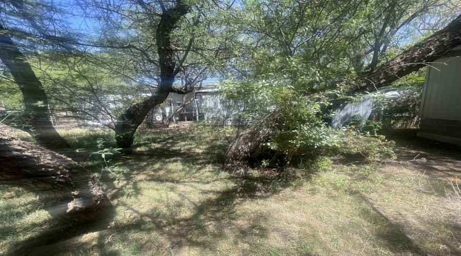 shady back yard