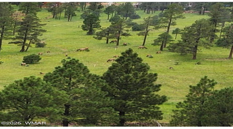 Deer