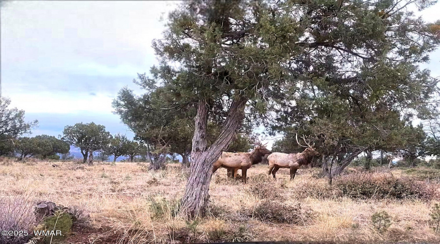 Possum Elk