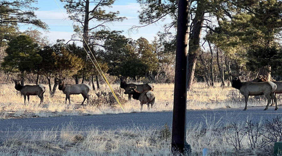 Wildlife