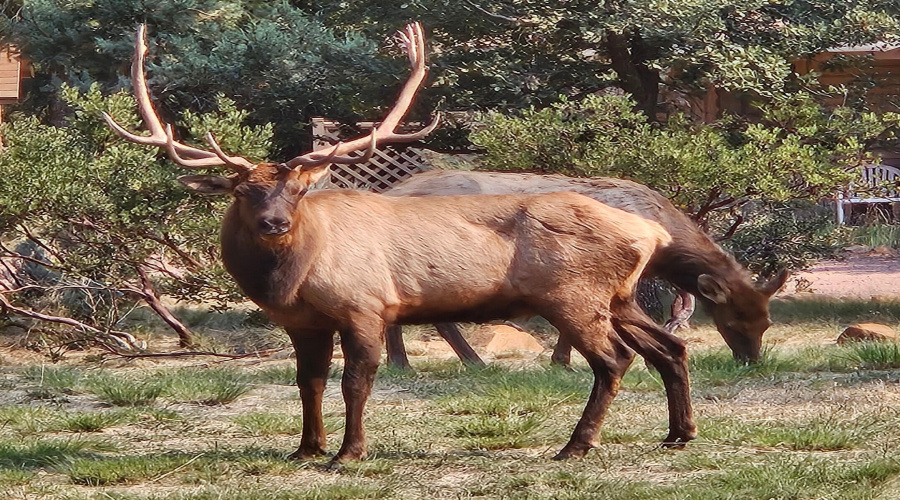 WILDLIFE IN THE AREA