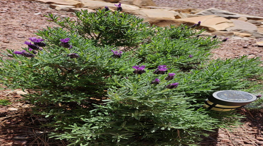 Lavender Plant Front Yard