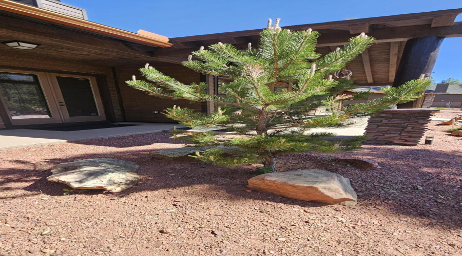 Austrian Pine Front Yard