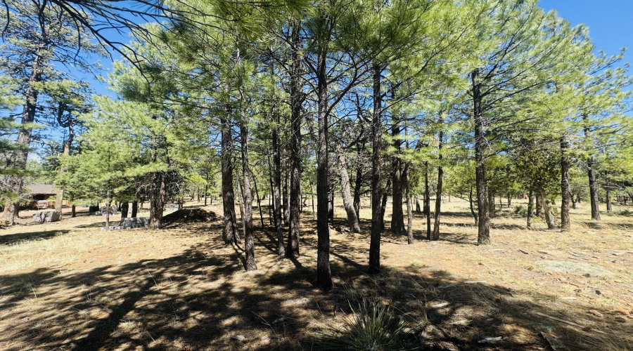Beautiful trees