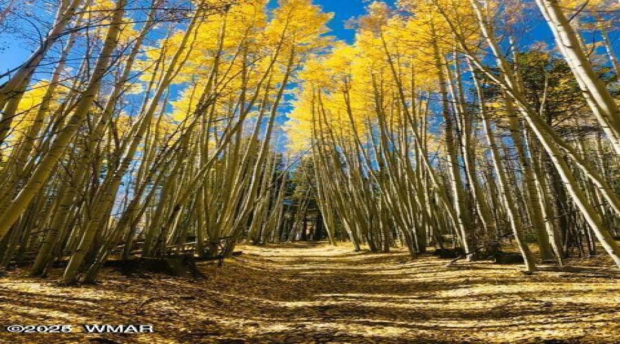 Fall 2