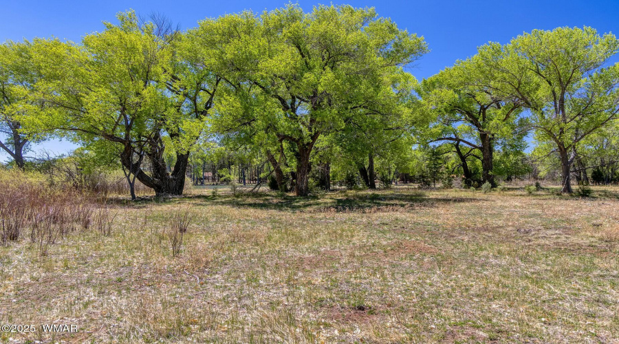 Peninsula Vegetation - larson rd propert