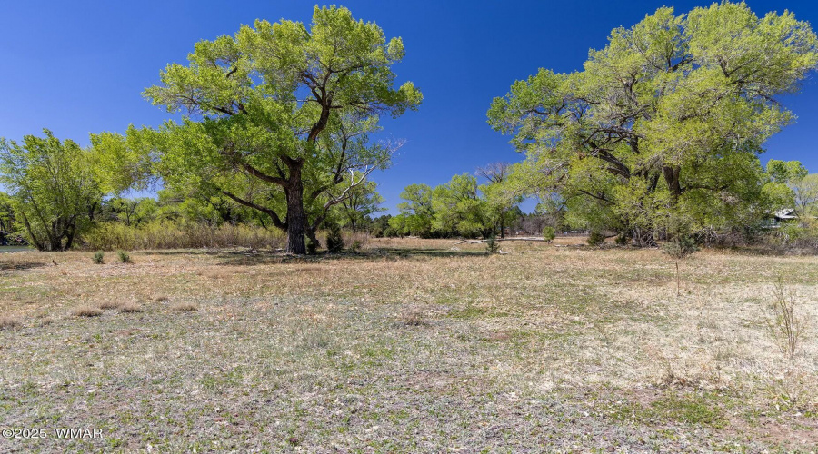 Peninsula Trees - larson rd property rai