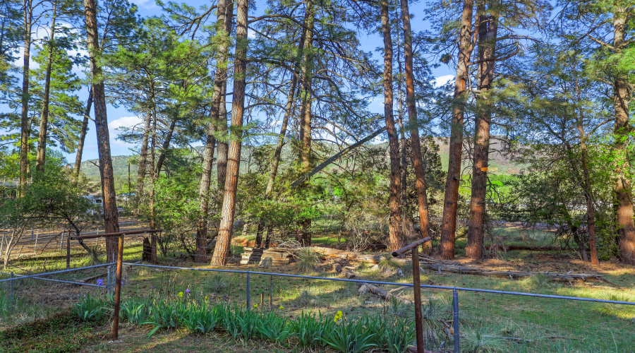 Tall Pines - Mountain View