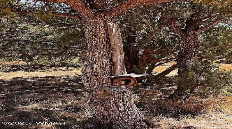 038_Horseshoe Tree