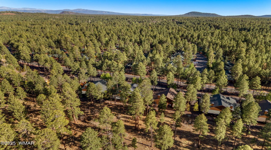 Drone Forest