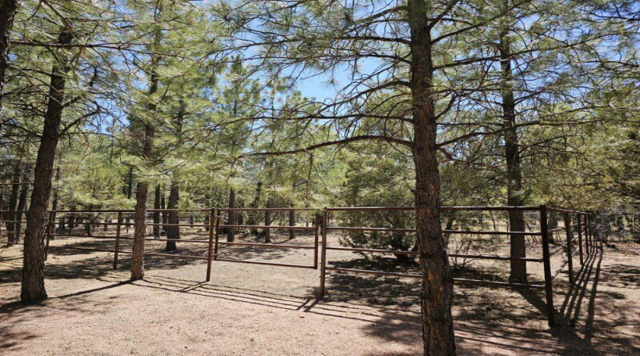 Horses Allowed