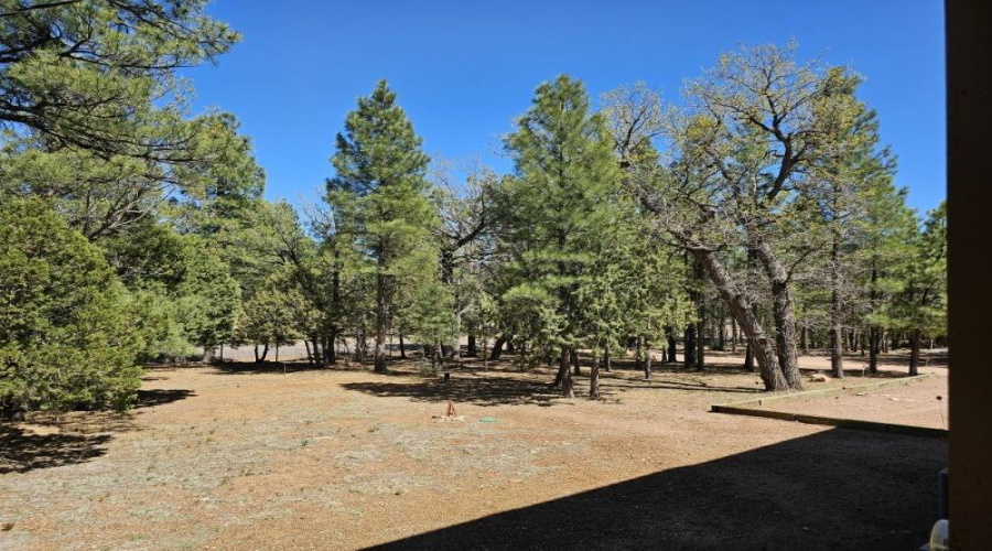 Ponderosa Pines