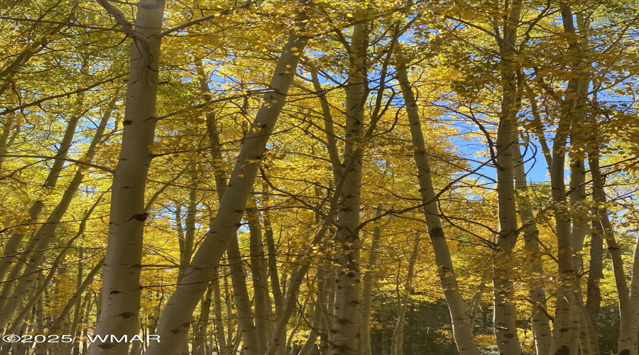 Fall Birch