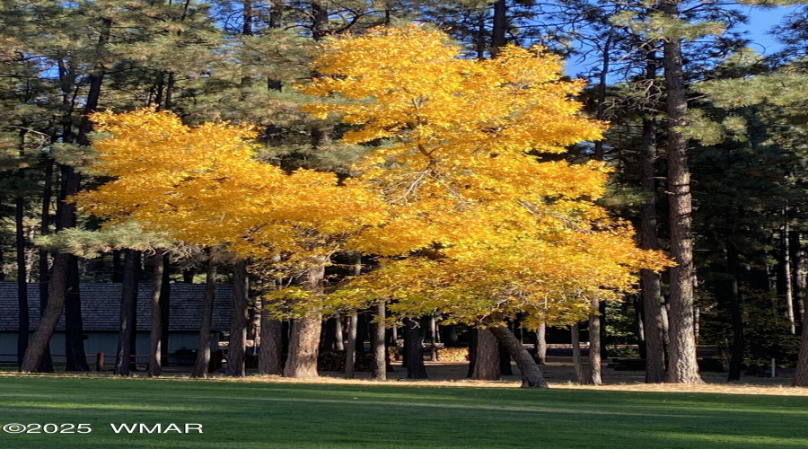 Fall Colors