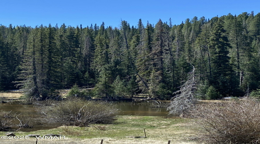 Greer Pines
