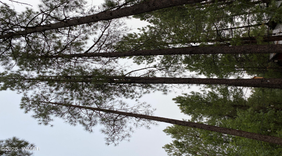 Tall Pines