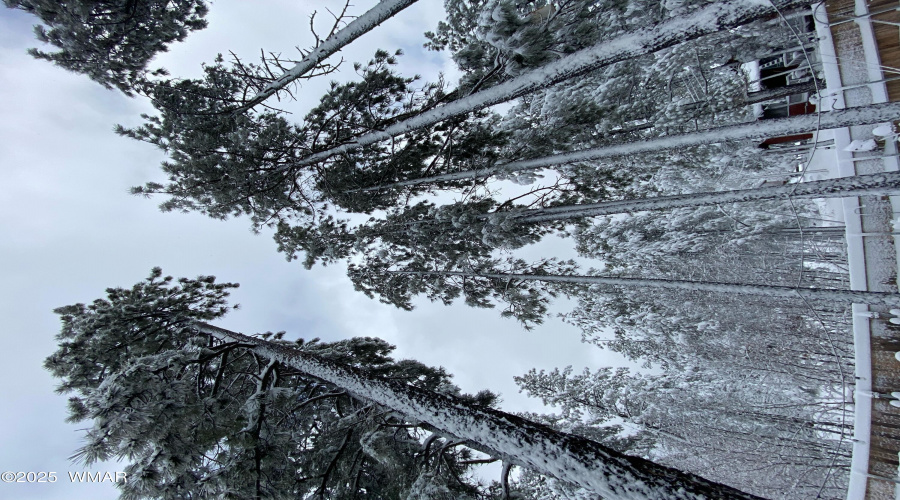 Winter Pines