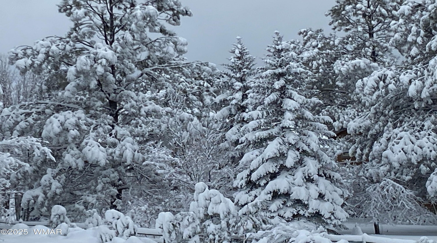 Winter Snow