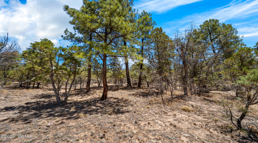 Lots Of Mature Trees On Lot