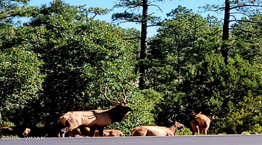 Elk in the yard