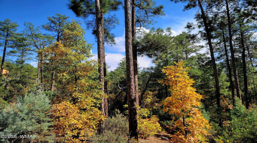 Fall foliage surrounds the home