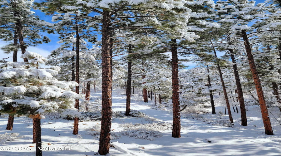 Winter wonderland