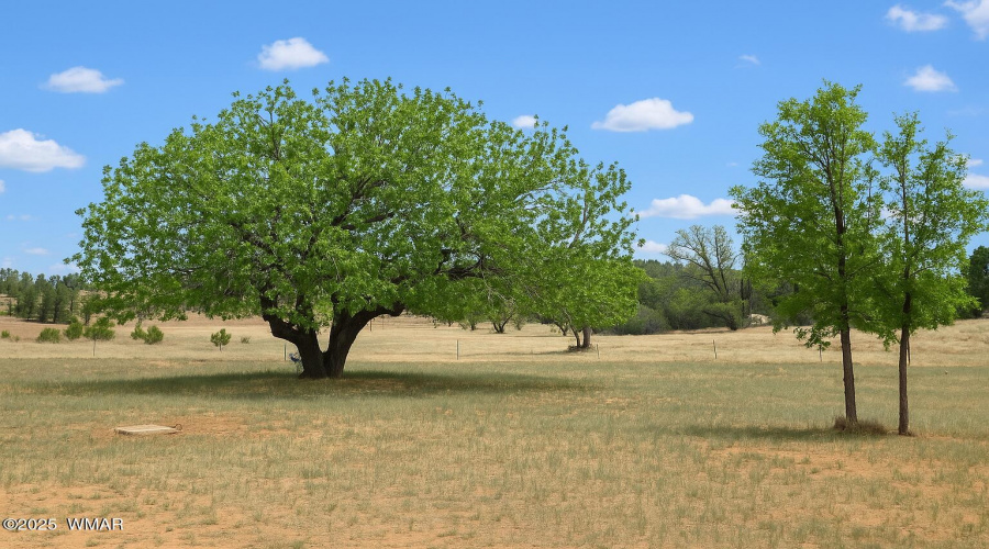 walnut tree