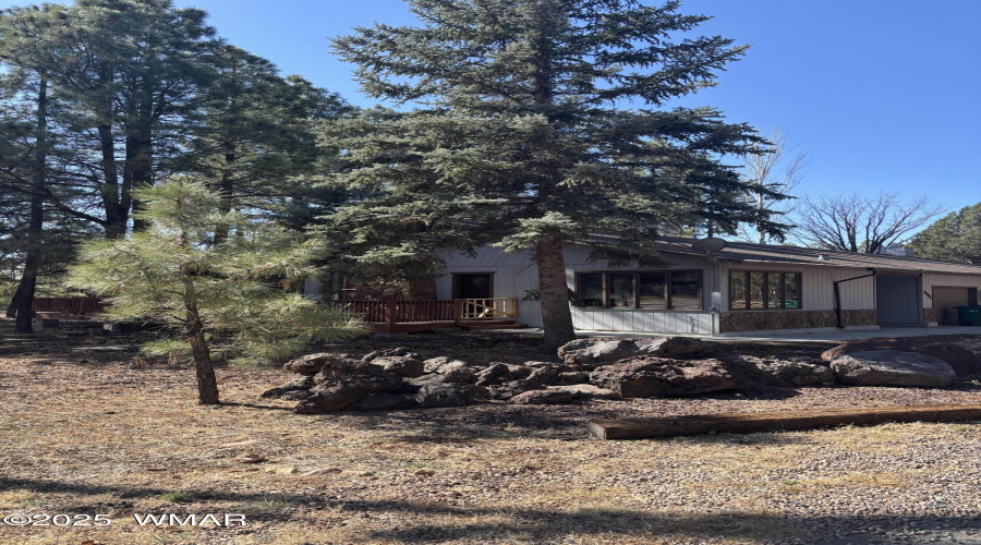 Tall Pines