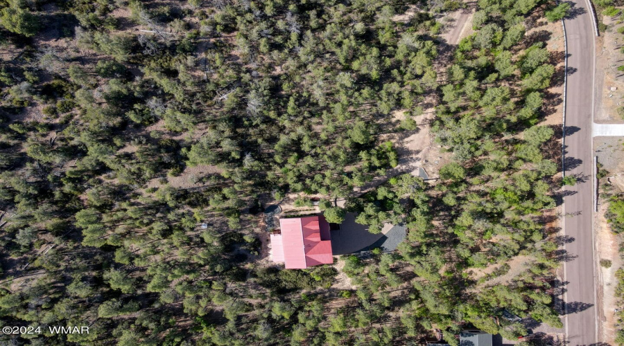 Sierra Pines Show Low for Sale