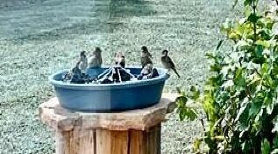 birds