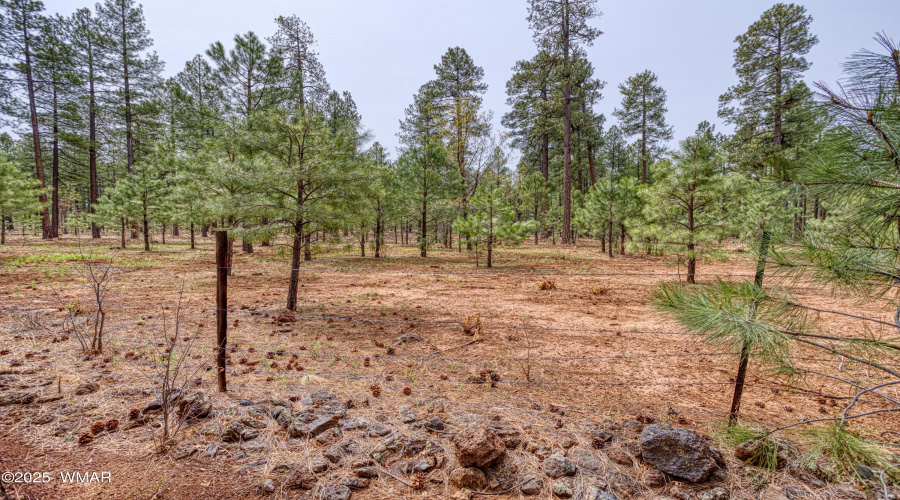 Unobstructed Tall Pine Views