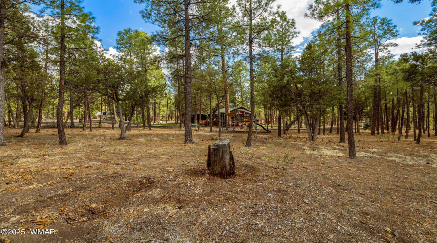 Tall Pines