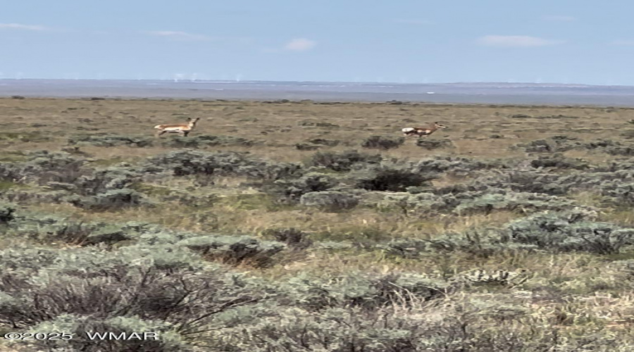 antelope