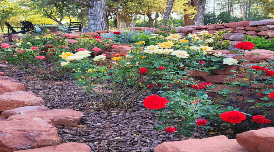 roses