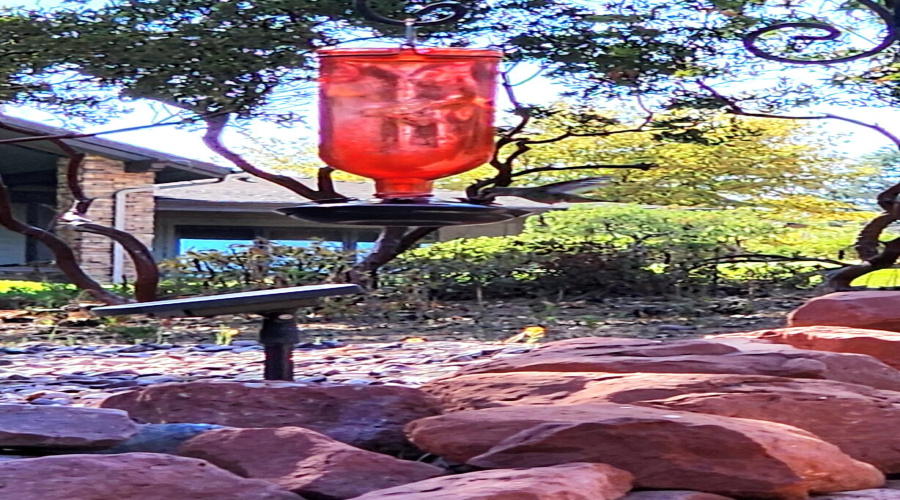 Hummingbird