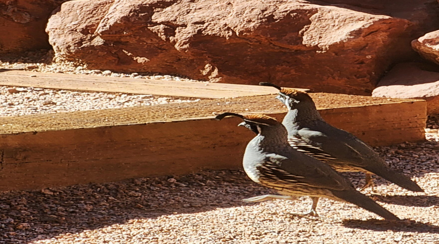 quail by step