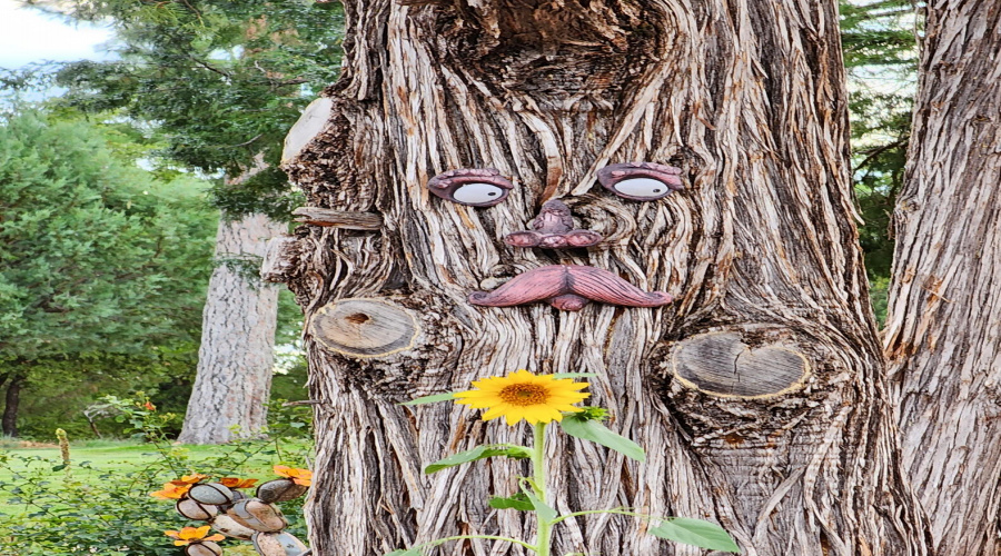 Old Man Tree