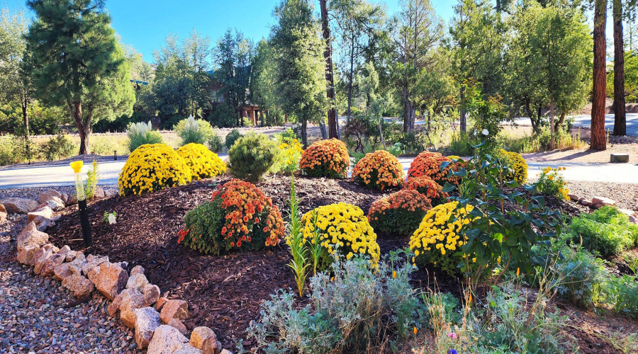 Mums front yard