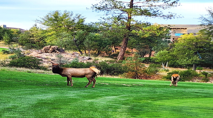 elk