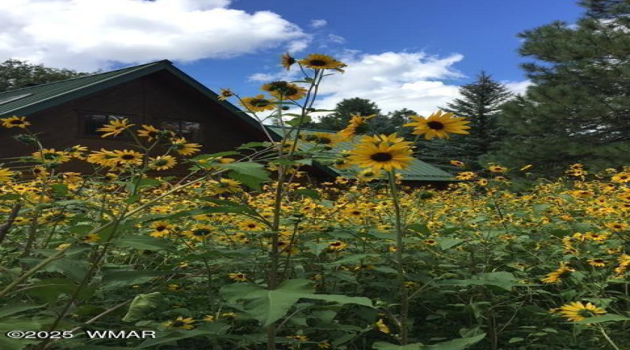 Front Sunflowers