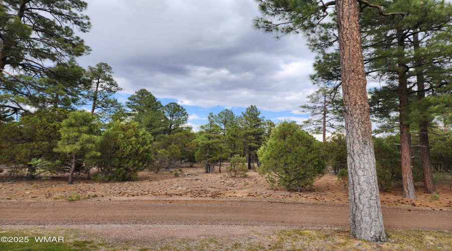 Tall Pines