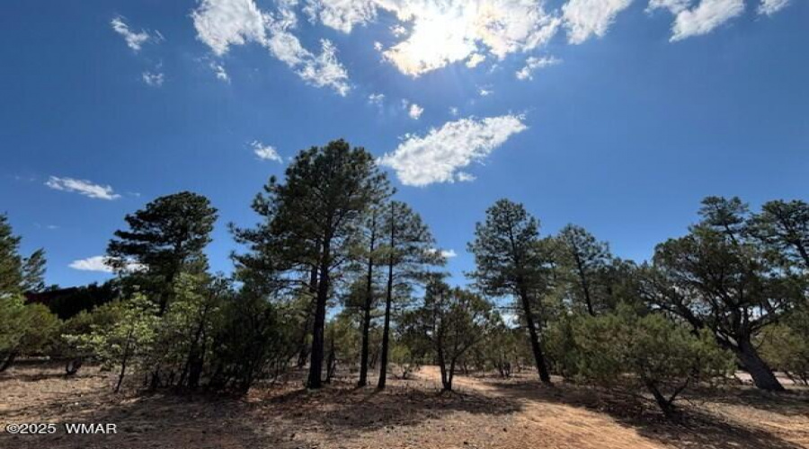 Ponderosa Pines