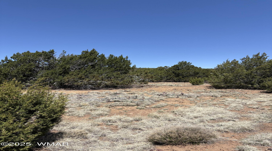 High Desert Forest