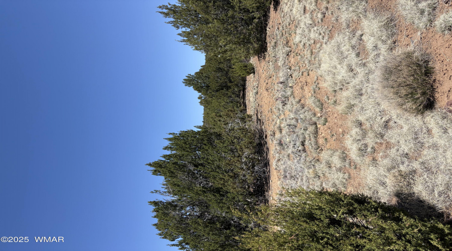 High Desert Forest