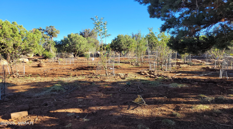 Orchard 2