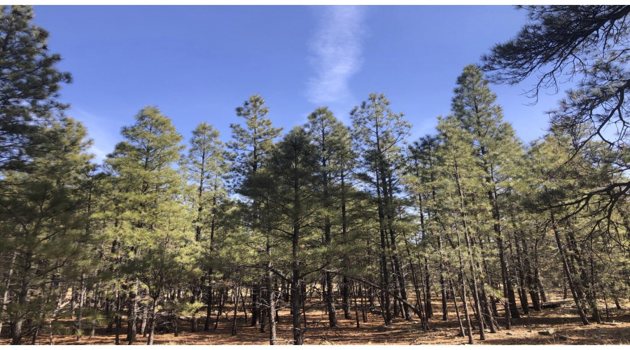 Beautiful Pines