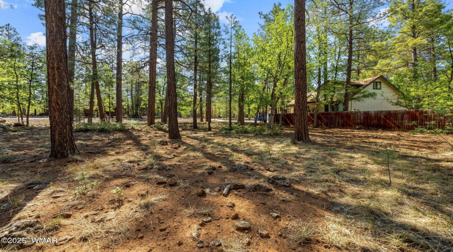 Mature Pines on Lot