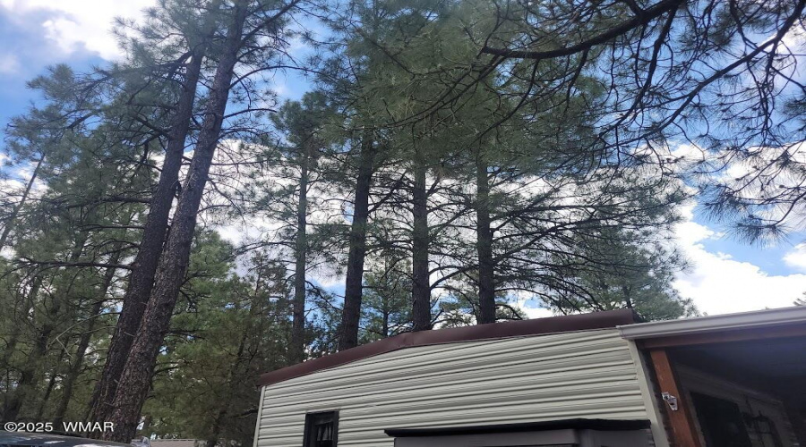 20250609_121122 Tall Pines