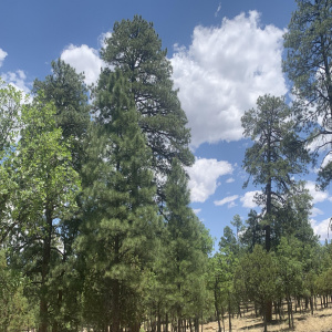 Beautiful Ponderosa's